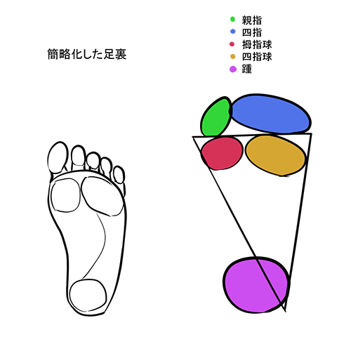 足裏の構造と描き方