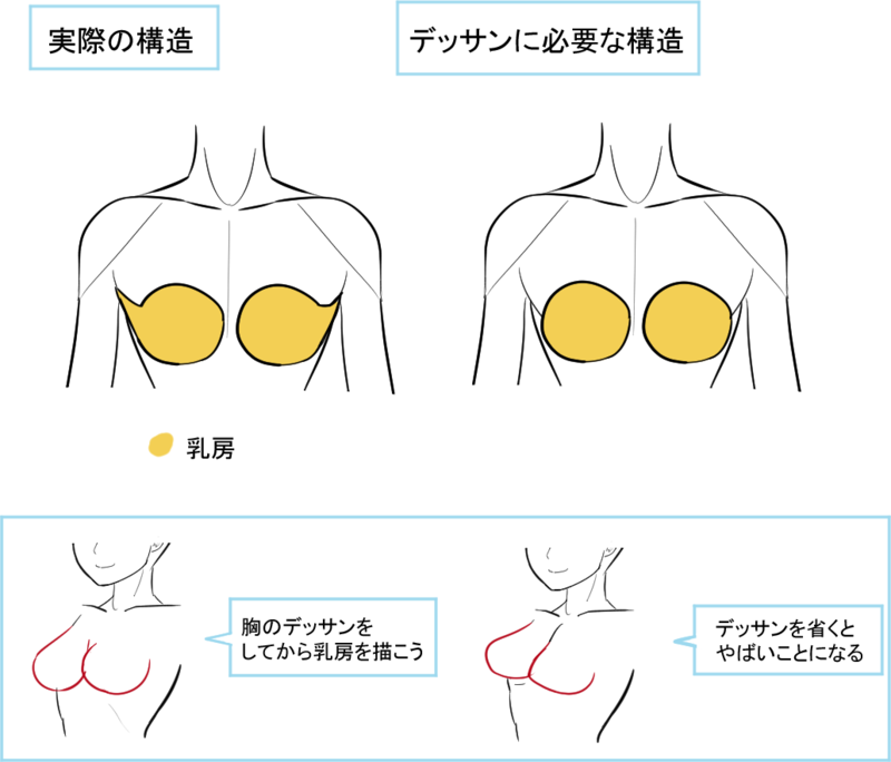 乳房の構造