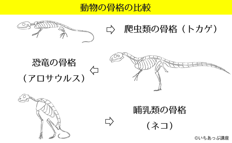 動物の骨格の比較まとめ