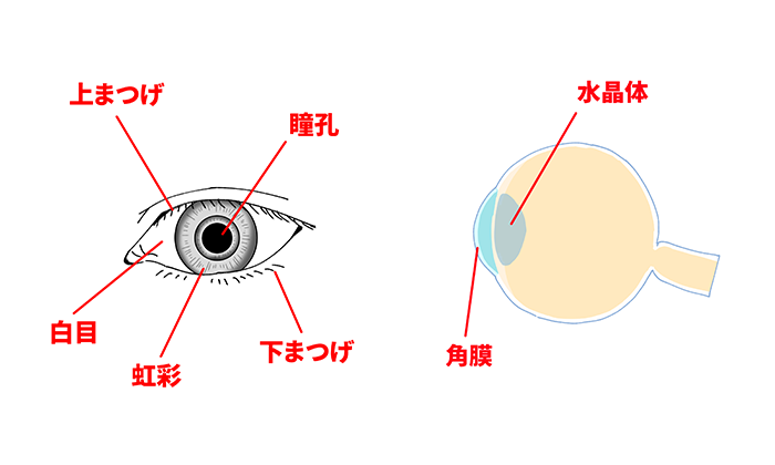 自分だけの 目 を編み出そう 目の描き方バリエーション いちあっぷ