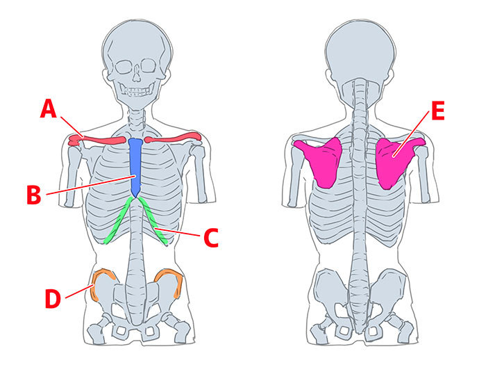 骨格と筋肉をチェック 胴体を描く６つのポイント いちあっぷ