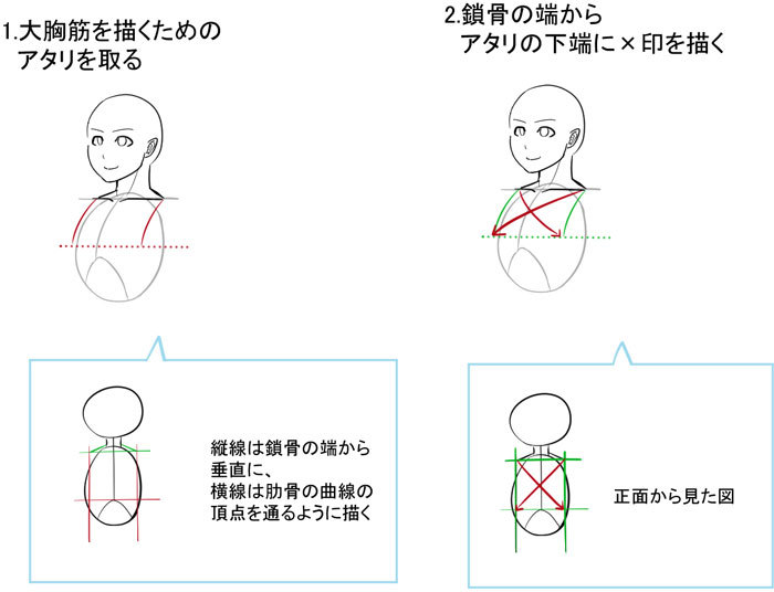 大胸筋の描き方