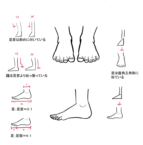 足の比率