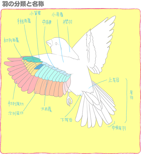 Hd限定鳥 イラスト 簡単 飛んでる ディズニー帝国