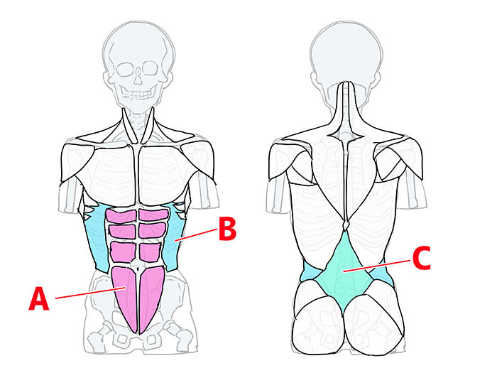 骨格と筋肉をチェック！ 胴体を描く６つのポイント | いちあっぷ