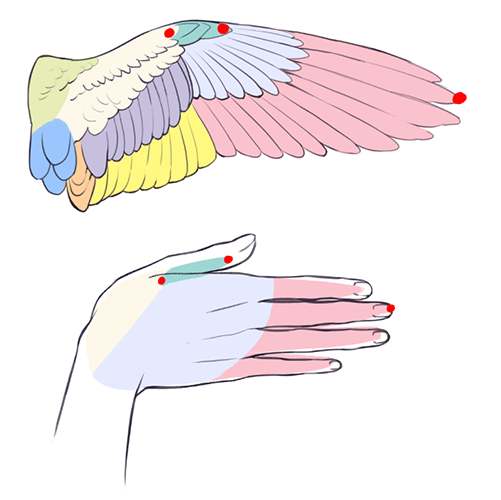 手と翼の共通点