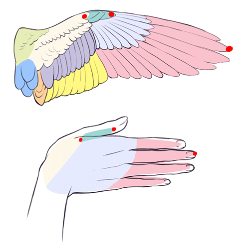 テキトーに描くのはもったいない 見栄え リアルさを融合した翼の描き