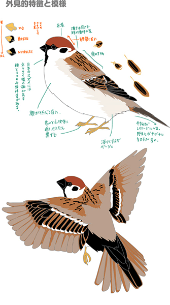 特徴を押さえて描こう 鳥の描き方講座 スズメ編 いちあっぷ