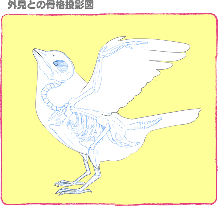 最安挑戦 鳥類のイラストお描き致します ンテリア小物 Www Thjodfelagid Is