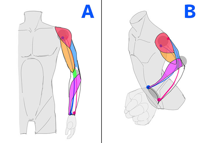 骨格や筋肉をチェック 腕と手の描き方講座 いちあっぷ