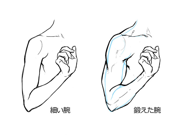 腕 描き方 筋肉