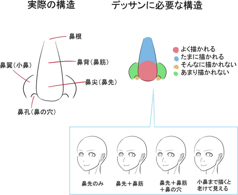 鼻の構造