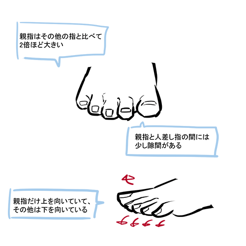 足の指の描き方