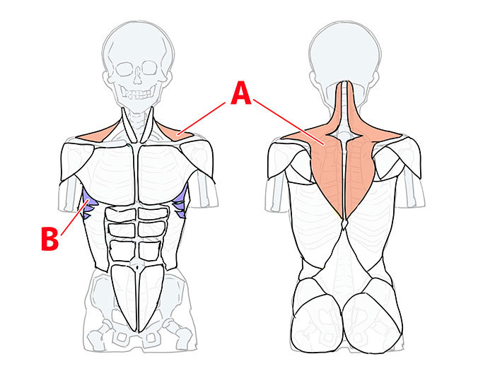 骨格と筋肉をチェック！ 胴体を描く６つのポイント | いちあっぷ