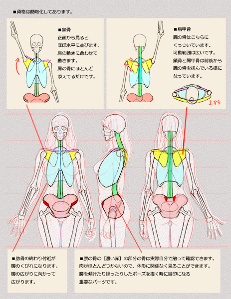 人体のとらえ方 胴体 胸 腰 前面 いちあっぷ