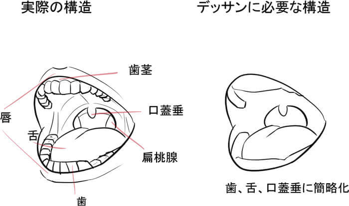 口の構造