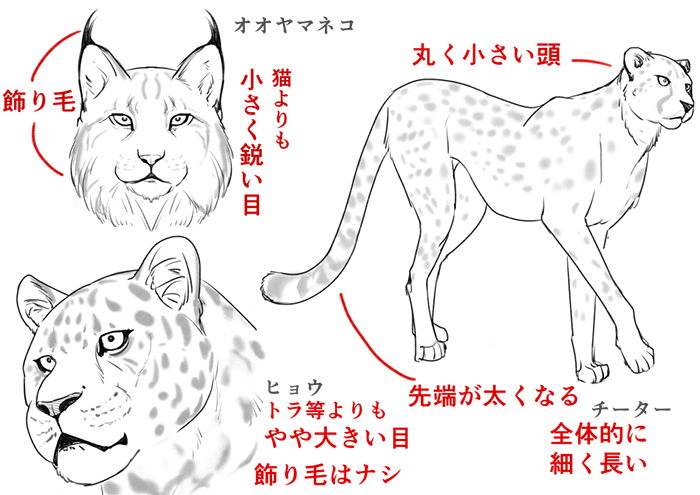 体格や顔の違いをおさえよう ネコ科の描き分け方講座 いちあっぷ