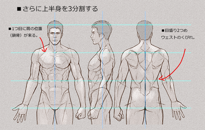 人体のとらえ方 骨と筋肉 8頭身編 いちあっぷ