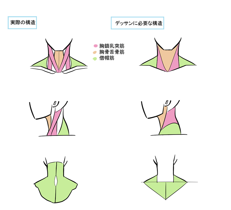 上半身のバランスを整えるキーパーツ 首の描き方 いちあっぷ