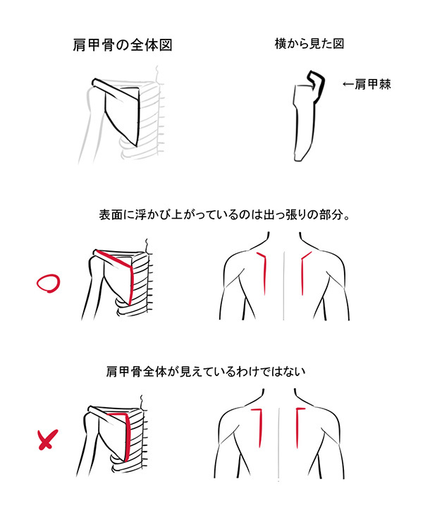 肩甲骨の描き方