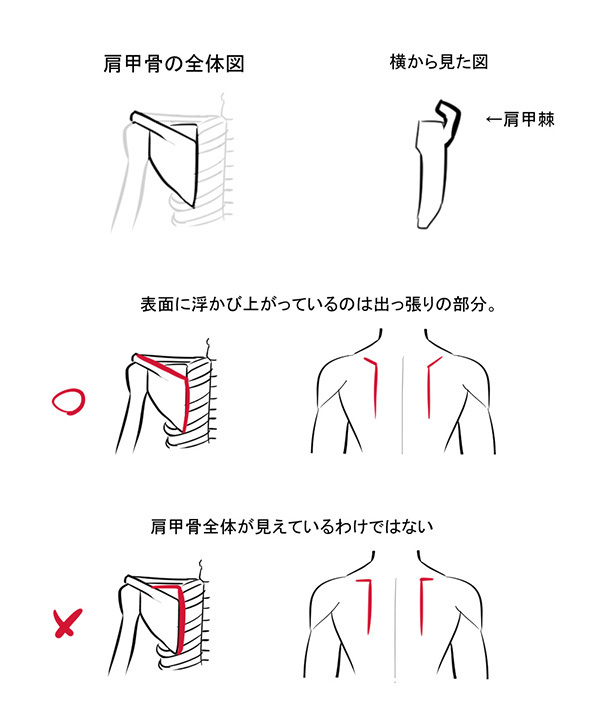 3つのパーツだけ覚えよう シンプルに考える背中の描き方 いちあっぷ