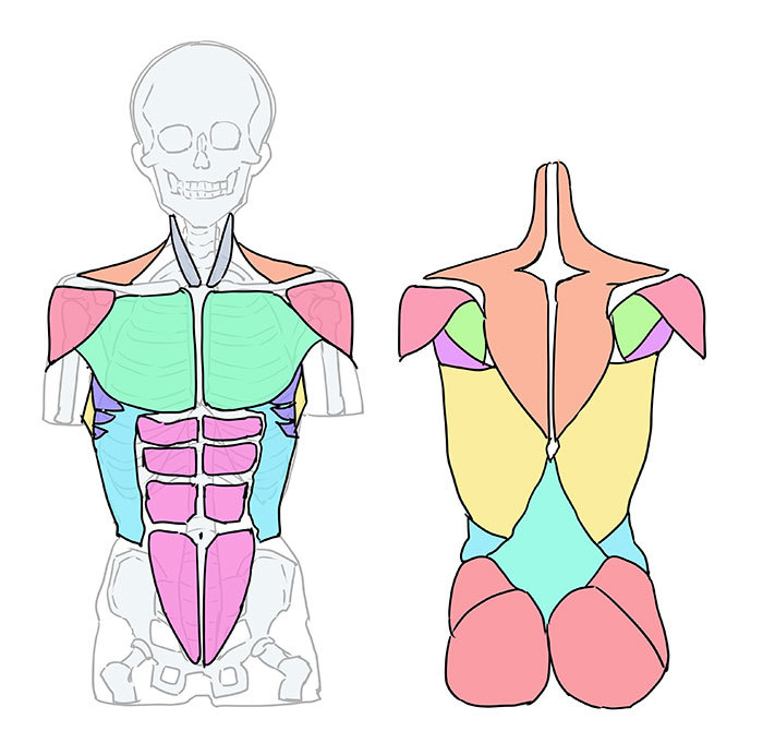 骨格と筋肉をチェック 胴体を描く６つのポイント いちあっぷ