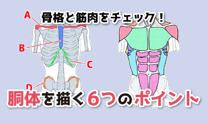 骨格と筋肉をチェック 胴体を描く６つのポイント いちあっぷ