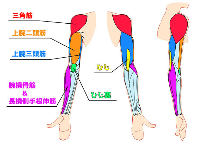 腕の描き方