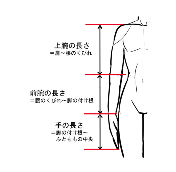 構造と比率を覚えれば上達できる 腕の描き方講座 いちあっぷ