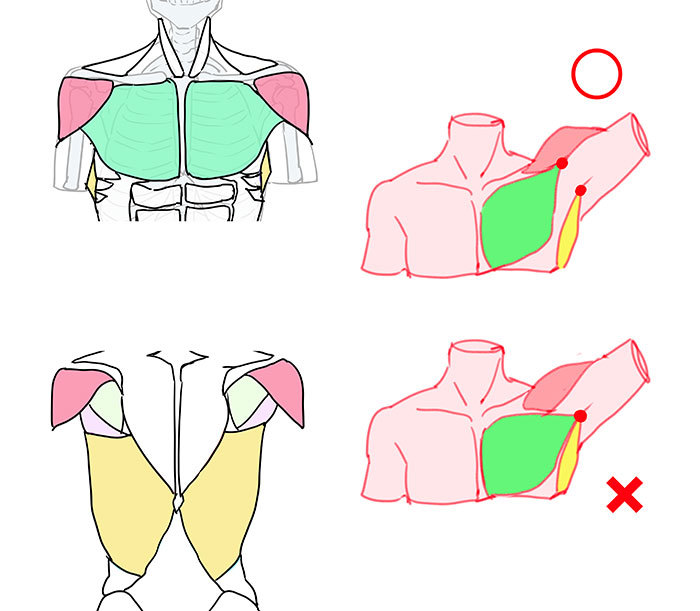 体の描き方