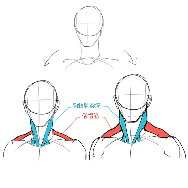 比率のバランスから学ぼう 斜め顔と斜め後ろから見た顔の描き方 いちあっぷ