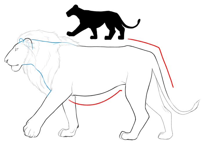 体格や顔の違いをおさえよう ネコ科の描き分け方講座 いちあっぷ