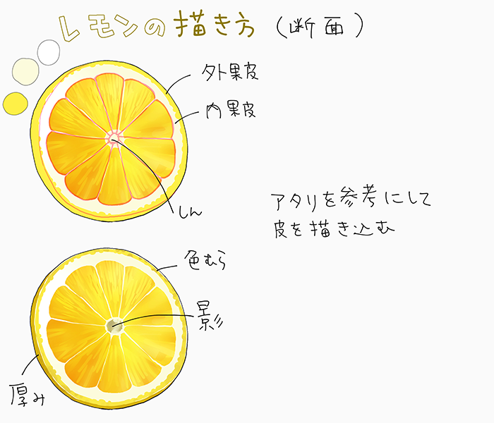 動物画像無料 最新フルーツ 断面 イラスト