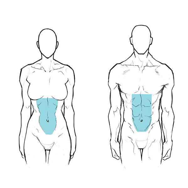 男女の体格差から学ぼう 筋肉質な女性の描き方 いちあっぷ