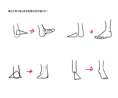 足の構造