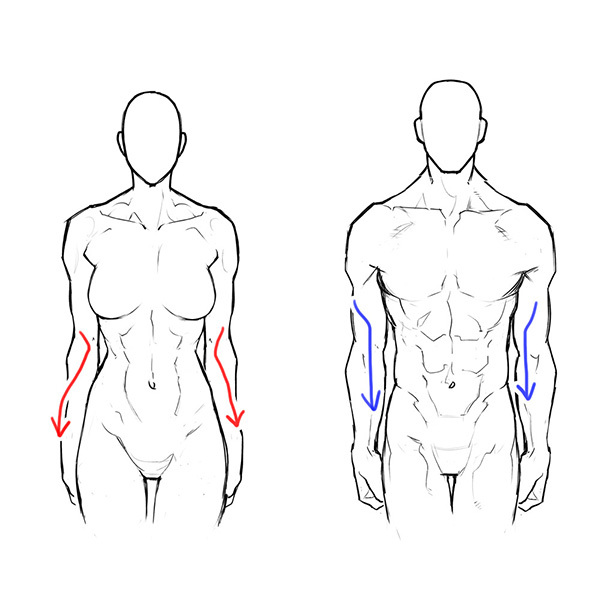 男女の体格差から学ぼう 筋肉質な女性の描き方 いちあっぷ