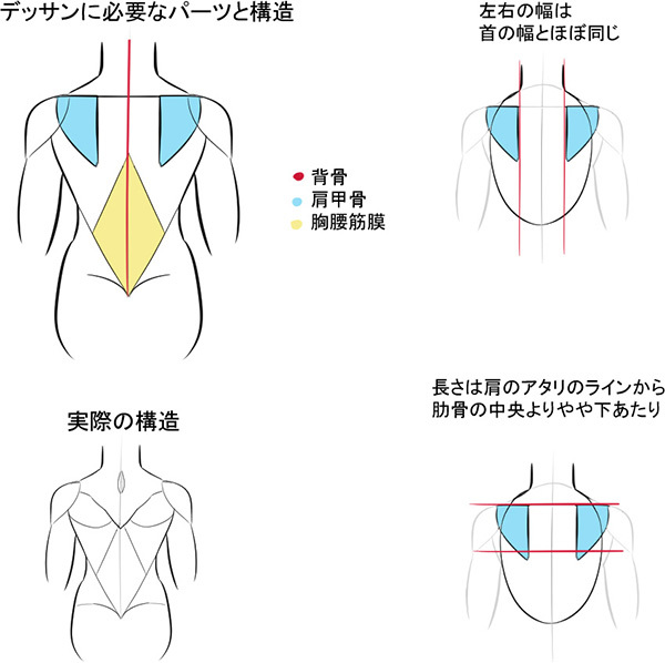 3つのパーツだけ覚えよう シンプルに考える背中の描き方 いちあっぷ