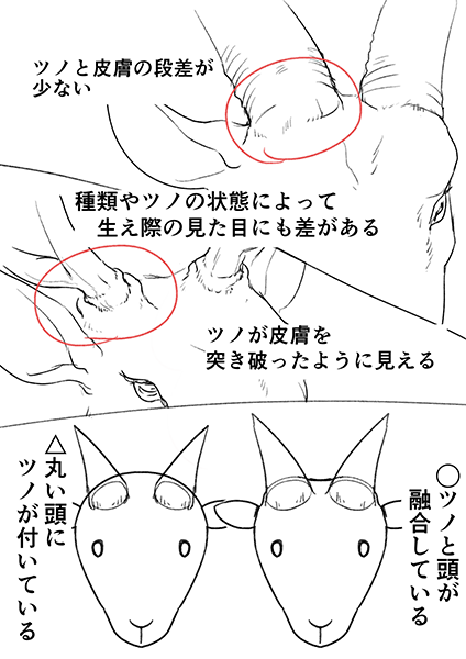 動物にもモンスターにも使える ツノの描き方 いちあっぷ