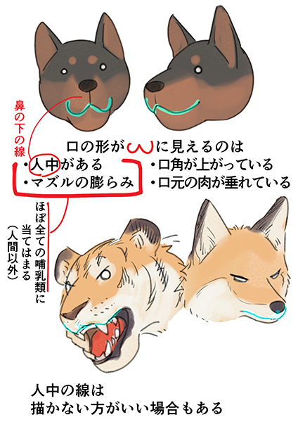 肉食獣の口の描き方 | いちあっぷ