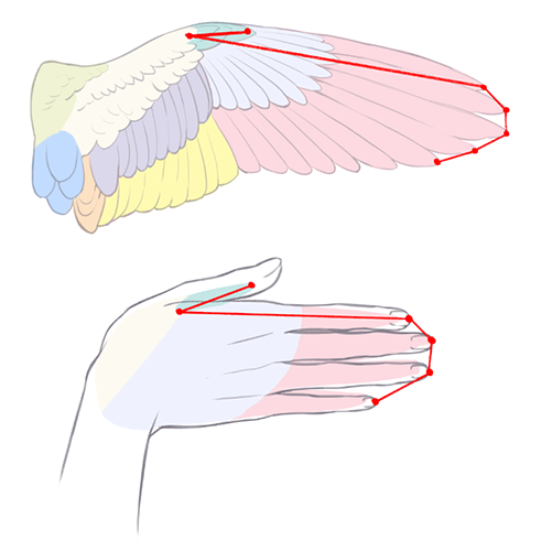 手と翼の共通点