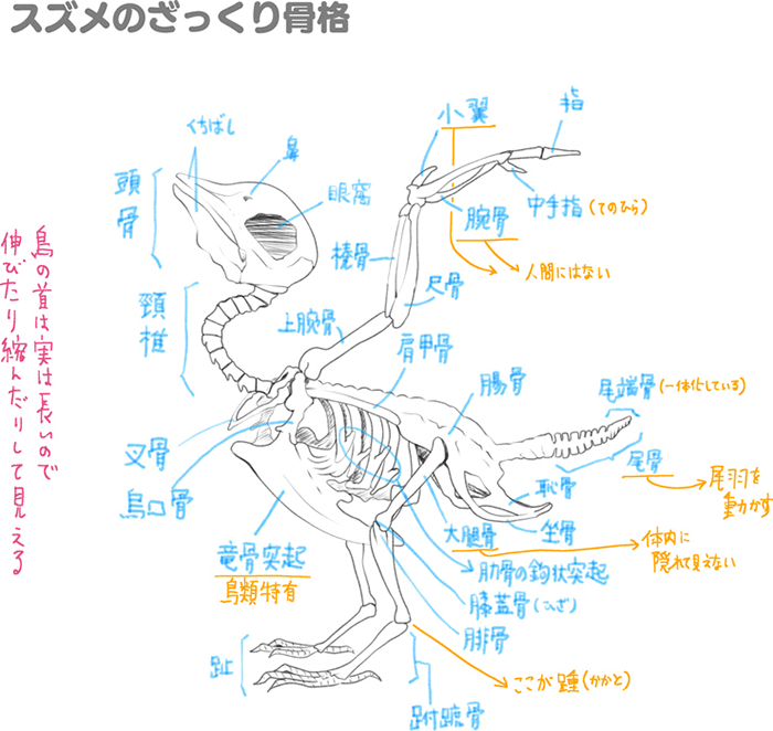 Elandybutton 印刷可能 正面 鳥 イラスト 簡単 3724