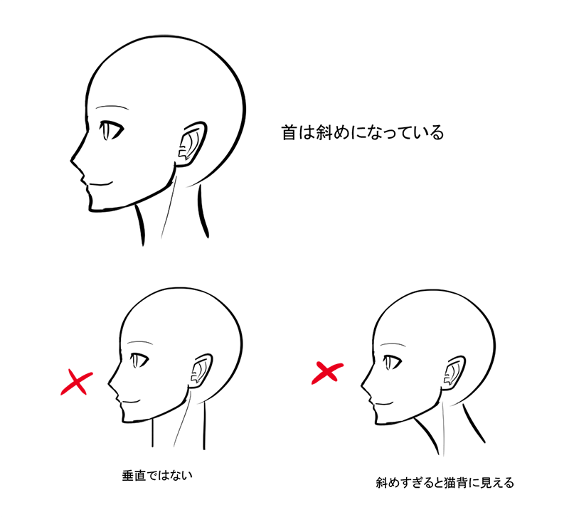 首の描き方