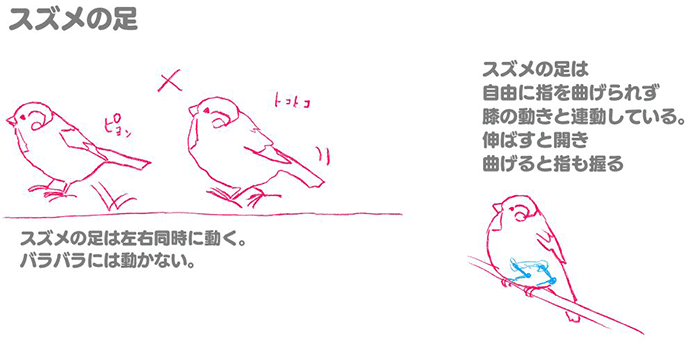 特徴を押さえて描こう 鳥の描き方講座 スズメ編 いちあっぷ