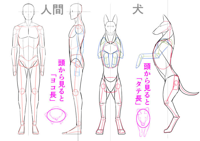 人間と動物の構造をしる