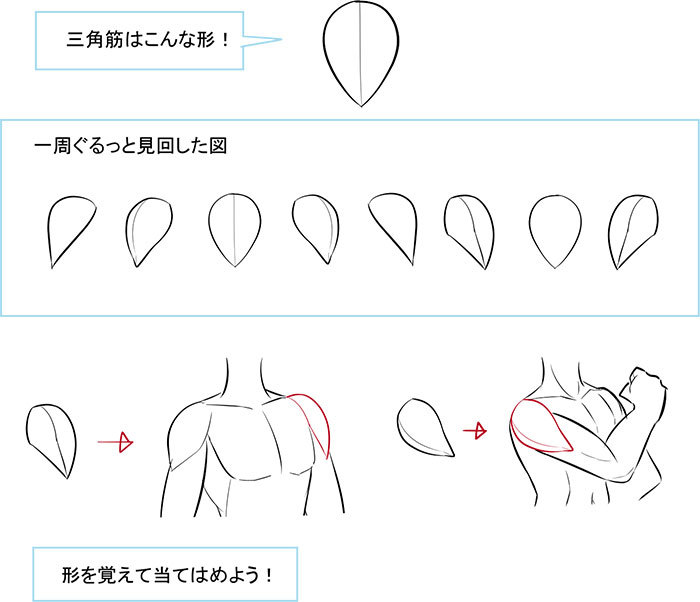 形の丸暗記で地盤を固める 肩の描き方 いちあっぷ