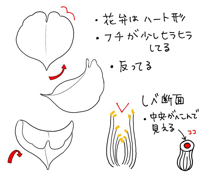 和の花 植物の描き方4選 椿 乙女椿 紫陽花 桜 いちあっぷ