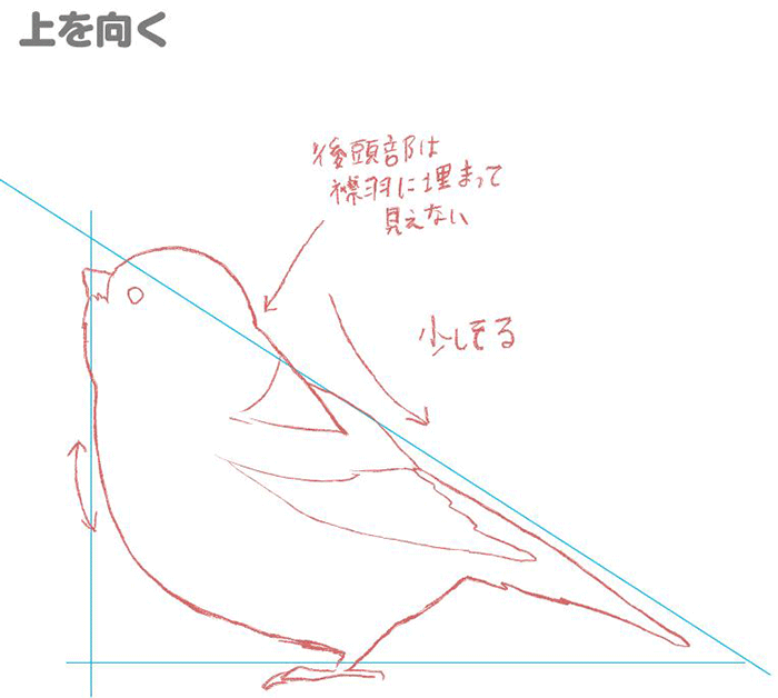 特徴を押さえて描こう 鳥の描き方講座 スズメ編 いちあっぷ