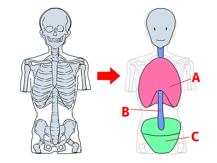 骨格と筋肉をチェック 胴体を描く６つのポイント いちあっぷ