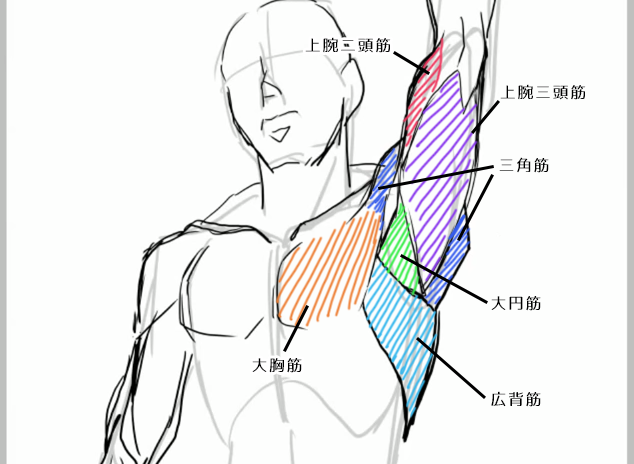 筋肉の位置