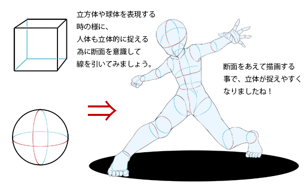 輪切りにするとよく分かる 人物のアタリの取り方のコツ いちあっぷ